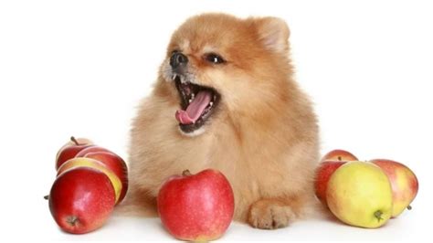 강아지 사과
